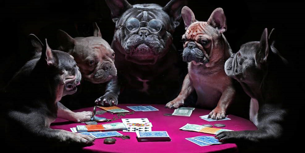 Funny dogs playing at the poker table